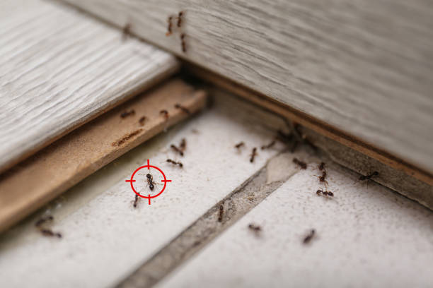 Wasp Removal Services in Drum Point, MD