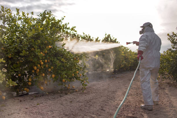 Best Pest Control Near Me in Drum Point, MD