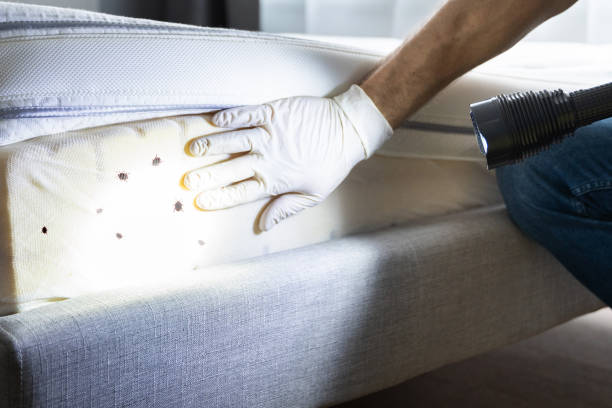 Best Insect Control  in Drum Point, MD