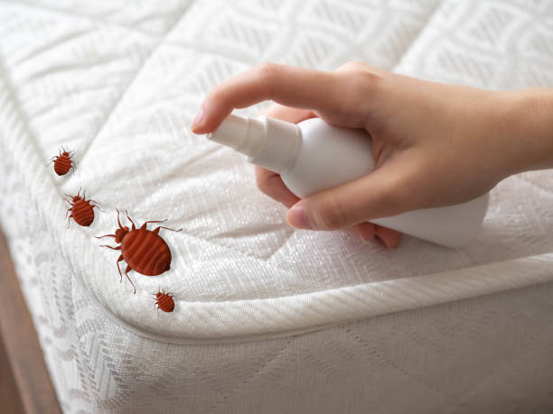 Best Bed Bug Extermination  in Drum Point, MD
